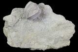 Blastoid (Pentremites) Fossil - Illinois #68946-1